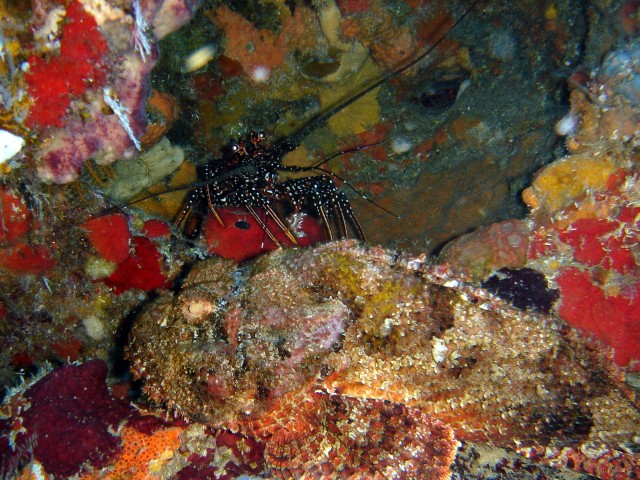 Martinique poissons 035 poisson pierre, langouste